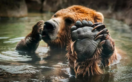 A Bear’s Tranquil Moment in the Water from Chrome web store to be run with OffiDocs Chromium online A Bear’s Tranquil Moment in the Water from Chrome web store to be run with OffiDocs Chromium online
