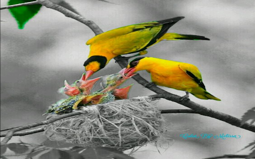 Adorable bird family wallpaper from Chrome web store to be run with OffiDocs Chromium online Adorable bird family wallpaper from Chrome web store to be run with OffiDocs Chromium online