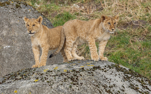 Adorable pair of lions from Chrome web store to be run with OffiDocs Chromium online Adorable pair of lions from Chrome web store to be run with OffiDocs Chromium online