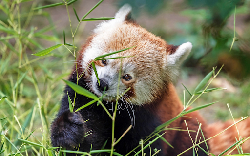 Adorable red panda from Chrome web store to be run with OffiDocs Chromium online Adorable red panda from Chrome web store to be run with OffiDocs Chromium online