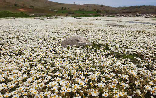A Field of Flowers from Chrome web store to be run with OffiDocs Chromium online A Field of Flowers from Chrome web store to be run with OffiDocs Chromium online