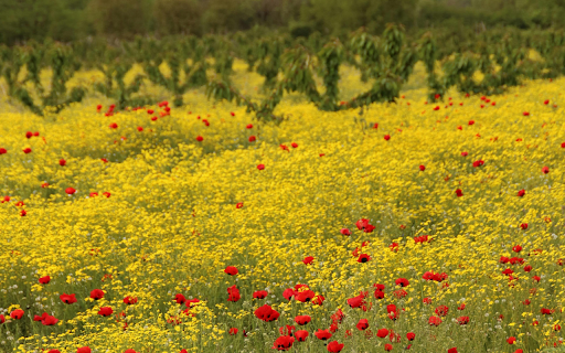 A Field of Papaver Commutatum Flowers from Chrome web store to be run with OffiDocs Chromium online A Field of Papaver Commutatum Flowers from Chrome web store to be run with OffiDocs Chromium online