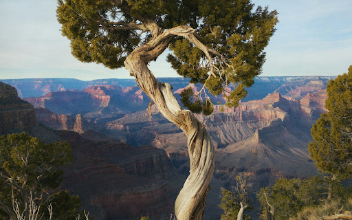 A Juniper Tree at the Grand Canyon from Chrome web store to be run with OffiDocs Chromium online A Juniper Tree at the Grand Canyon from Chrome web store to be run with OffiDocs Chromium online