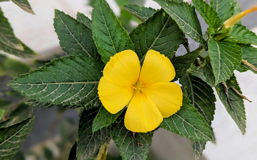 Alder from Chrome web store to be run with OffiDocs Chromium online Alder from Chrome web store to be run with OffiDocs Chromium online