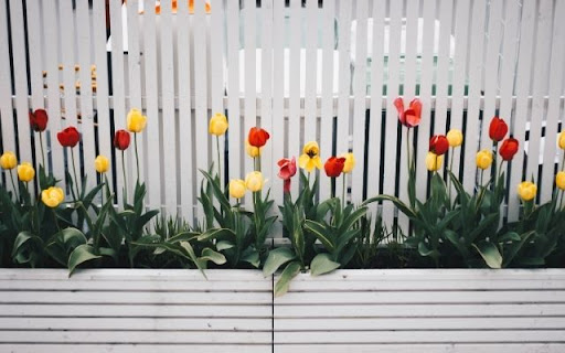 A Linear Display of Spring Tulips from Chrome web store to be run with OffiDocs Chromium online A Linear Display of Spring Tulips from Chrome web store to be run with OffiDocs Chromium online