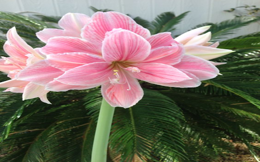 Amaryllis flower Wallpaper from Chrome web store to be run with OffiDocs Chromium online Amaryllis flower Wallpaper from Chrome web store to be run with OffiDocs Chromium online