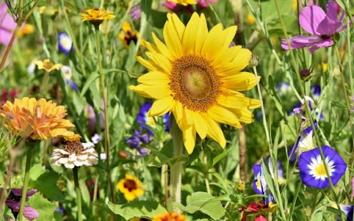 A Medley of Wildflower Diversity from Chrome web store to be run with OffiDocs Chromium online A Medley of Wildflower Diversity from Chrome web store to be run with OffiDocs Chromium online
