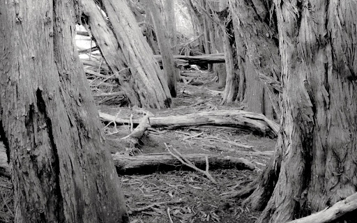 Ancient Black and White Forest from Chrome web store to be run with OffiDocs Chromium online Ancient Black and White Forest from Chrome web store to be run with OffiDocs Chromium online