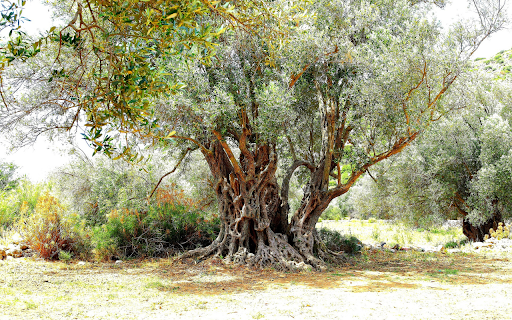 Ancient olive tree from Chrome web store to be run with OffiDocs Chromium online Ancient olive tree from Chrome web store to be run with OffiDocs Chromium online