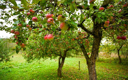 Apple Tree from Chrome web store to be run with OffiDocs Chromium online Apple Tree from Chrome web store to be run with OffiDocs Chromium online