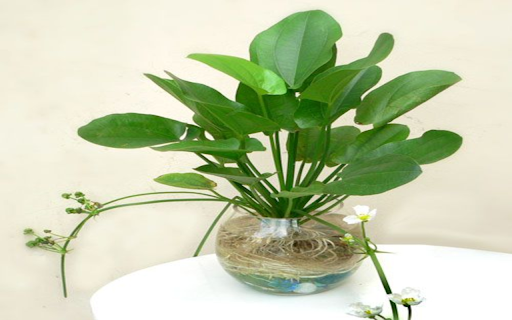 Aquatic plant wallpaper from Chrome web store to be run with OffiDocs Chromium online Aquatic plant wallpaper from Chrome web store to be run with OffiDocs Chromium online