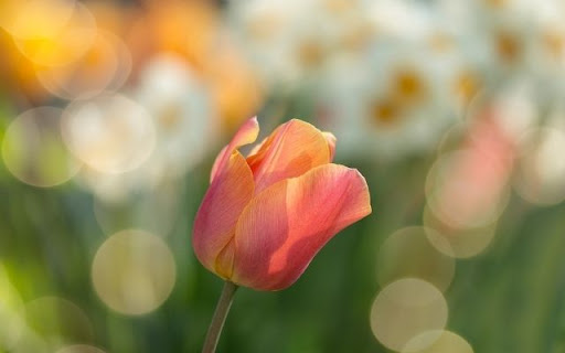 A Solitary Tulip in Soft Focus from Chrome web store to be run with OffiDocs Chromium online A Solitary Tulip in Soft Focus from Chrome web store to be run with OffiDocs Chromium online