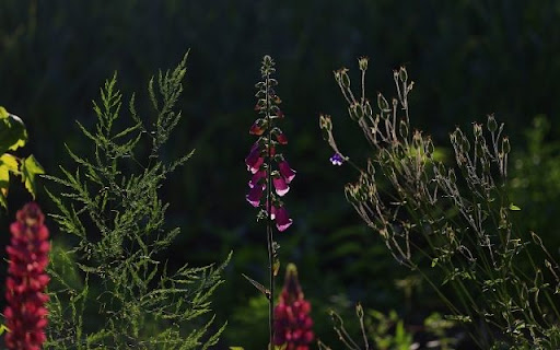 A Striking Silhouette of Digitalis purpurea from Chrome web store to be run with OffiDocs Chromium online A Striking Silhouette of Digitalis purpurea from Chrome web store to be run with OffiDocs Chromium online