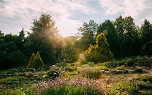 A Sun Drenched Garden of Lavender and Evergreens from Chrome web store to be run with OffiDocs Chromium online A Sun Drenched Garden of Lavender and Evergreens from Chrome web store to be run with OffiDocs Chromium online