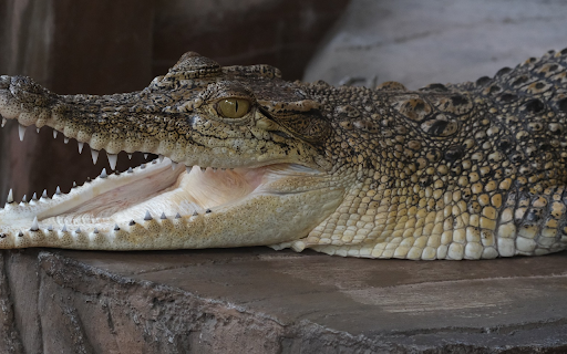 Baby crocodile from Chrome web store to be run with OffiDocs Chromium online Baby crocodile from Chrome web store to be run with OffiDocs Chromium online