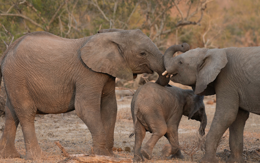 Baby Elephant Family from Chrome web store to be run with OffiDocs Chromium online Baby Elephant Family from Chrome web store to be run with OffiDocs Chromium online