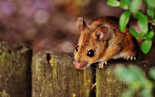 Baby mouse from Chrome web store to be run with OffiDocs Chromium online Baby mouse from Chrome web store to be run with OffiDocs Chromium online