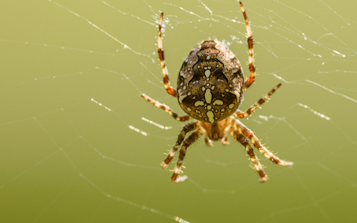 Baby spider spins web from Chrome web store to be run with OffiDocs Chromium online Baby spider spins web from Chrome web store to be run with OffiDocs Chromium online