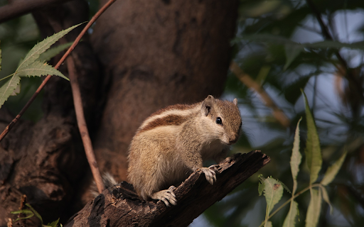 Baby squirrel from Chrome web store to be run with OffiDocs Chromium online Baby squirrel from Chrome web store to be run with OffiDocs Chromium online