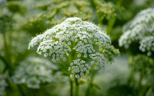 Baby white flowers from Chrome web store to be run with OffiDocs Chromium online Baby white flowers from Chrome web store to be run with OffiDocs Chromium online