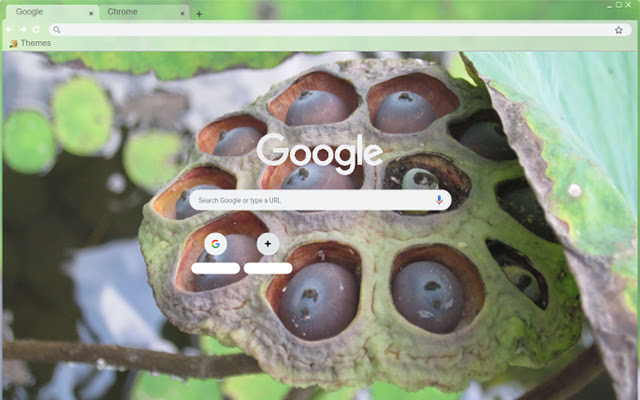 Balinese Lotus Pod from Chrome web store to be run with OffiDocs Chromium online Balinese Lotus Pod from Chrome web store to be run with OffiDocs Chromium online
