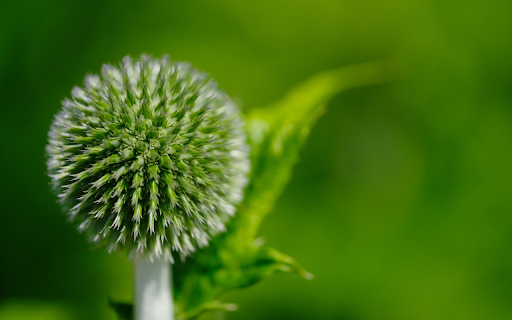 Ball shaped flower branches from Chrome web store to be run with OffiDocs Chromium online Ball shaped flower branches from Chrome web store to be run with OffiDocs Chromium online