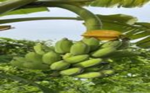 banana bunch wallpaper from Chrome web store to be run with OffiDocs Chromium online banana bunch wallpaper from Chrome web store to be run with OffiDocs Chromium online
