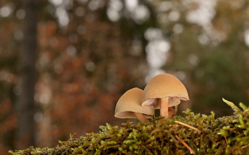 Beautiful dwarf mushrooms from Chrome web store to be run with OffiDocs Chromium online Beautiful dwarf mushrooms from Chrome web store to be run with OffiDocs Chromium online