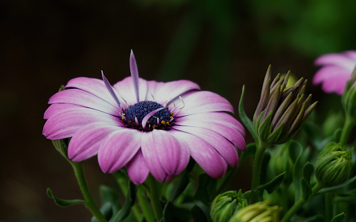 Beautiful flower buds from Chrome web store to be run with OffiDocs Chromium online Beautiful flower buds from Chrome web store to be run with OffiDocs Chromium online