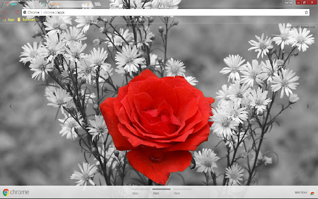 Beautiful Flower Nature Photography from Chrome web store to be run with OffiDocs Chromium online Beautiful Flower Nature Photography from Chrome web store to be run with OffiDocs Chromium online