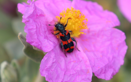 Beautiful Flowers and Insects from Chrome web store to be run with OffiDocs Chromium online Beautiful Flowers and Insects from Chrome web store to be run with OffiDocs Chromium online