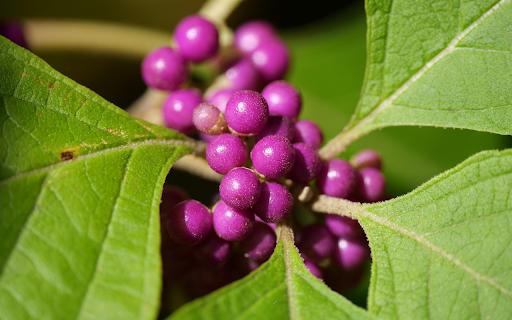 Beautiful little purple fruits from Chrome web store to be run with OffiDocs Chromium online Beautiful little purple fruits from Chrome web store to be run with OffiDocs Chromium online