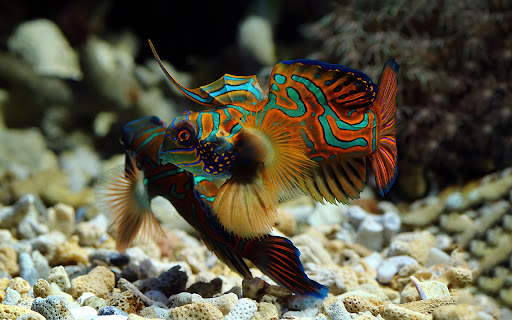 Beautiful mandarin fish with brilliant colors from Chrome web store to be run with OffiDocs Chromium online Beautiful mandarin fish with brilliant colors from Chrome web store to be run with OffiDocs Chromium online