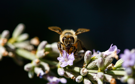 Bee from Chrome web store to be run with OffiDocs Chromium online Bee from Chrome web store to be run with OffiDocs Chromium online