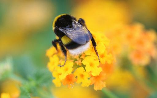 bees suck nectar from flowers from Chrome web store to be run with OffiDocs Chromium online bees suck nectar from flowers from Chrome web store to be run with OffiDocs Chromium online