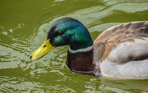 Big and beautiful duck from Chrome web store to be run with OffiDocs Chromium online Big and beautiful duck from Chrome web store to be run with OffiDocs Chromium online