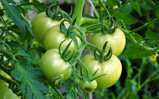 big bunch of green tomatoes from Chrome web store to be run with OffiDocs Chromium online big bunch of green tomatoes from Chrome web store to be run with OffiDocs Chromium online