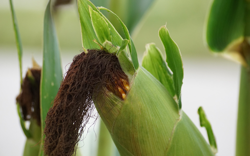 Big corn and black beard from Chrome web store to be run with OffiDocs Chromium online Big corn and black beard from Chrome web store to be run with OffiDocs Chromium online