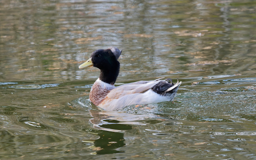Big Duck from Chrome web store to be run with OffiDocs Chromium online Big Duck from Chrome web store to be run with OffiDocs Chromium online