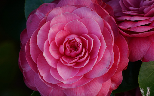 Big flower from Chrome web store to be run with OffiDocs Chromium online Big flower from Chrome web store to be run with OffiDocs Chromium online