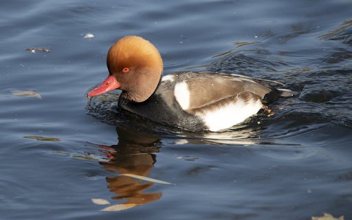Big headed duck from Chrome web store to be run with OffiDocs Chromium online Big headed duck from Chrome web store to be run with OffiDocs Chromium online