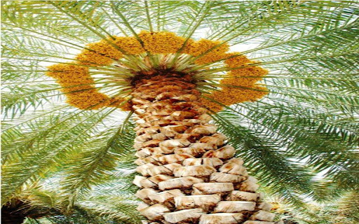 big palm tree wallpaper from Chrome web store to be run with OffiDocs Chromium online big palm tree wallpaper from Chrome web store to be run with OffiDocs Chromium online
