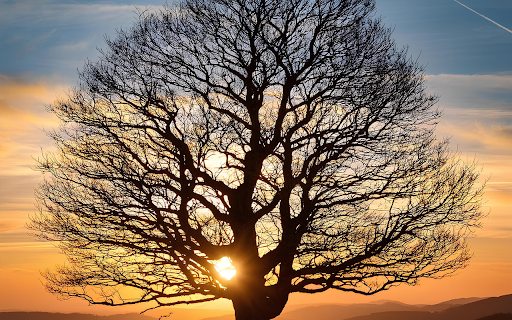 Big tree and sunset from Chrome web store to be run with OffiDocs Chromium online Big tree and sunset from Chrome web store to be run with OffiDocs Chromium online