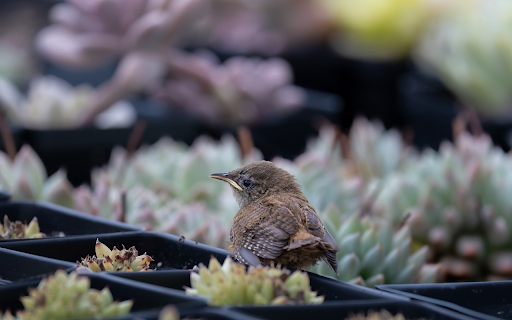 Bird among cacti from Chrome web store to be run with OffiDocs Chromium online Bird among cacti from Chrome web store to be run with OffiDocs Chromium online