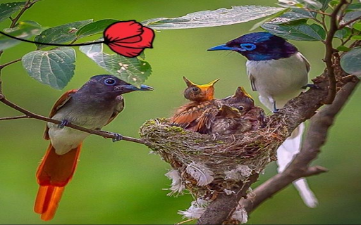 Bird family wallpaper from Chrome web store to be run with OffiDocs Chromium online Bird family wallpaper from Chrome web store to be run with OffiDocs Chromium online