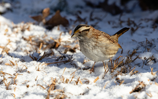 bird in the winter sky from Chrome web store to be run with OffiDocs Chromium online bird in the winter sky from Chrome web store to be run with OffiDocs Chromium online