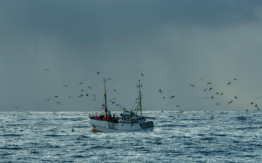 Birds Flying above a Ship on the Sea from Chrome web store to be run with OffiDocs Chromium online Birds Flying above a Ship on the Sea from Chrome web store to be run with OffiDocs Chromium online
