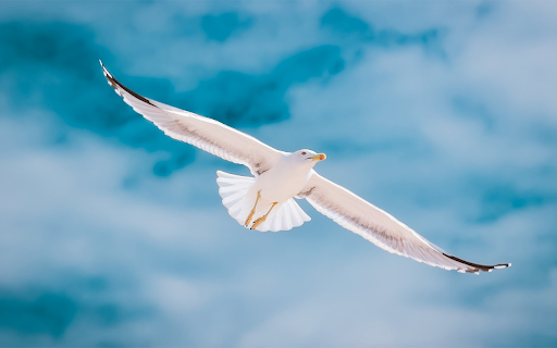 Birds fly in the sky from Chrome web store to be run with OffiDocs Chromium online Birds fly in the sky from Chrome web store to be run with OffiDocs Chromium online