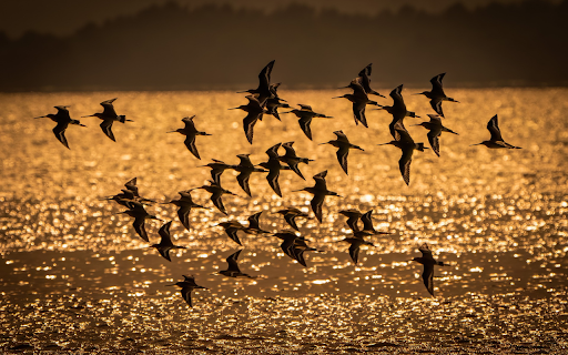 Birds fly over the river from Chrome web store to be run with OffiDocs Chromium online Birds fly over the river from Chrome web store to be run with OffiDocs Chromium online