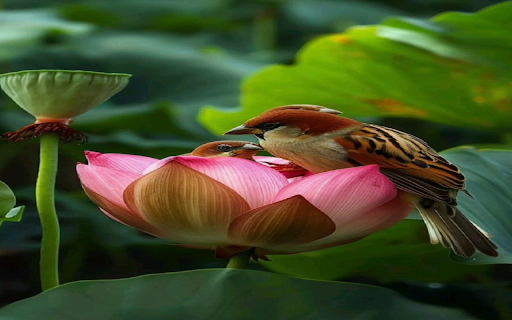 Birds perched on lotus flowers Wallpaper from Chrome web store to be run with OffiDocs Chromium online Birds perched on lotus flowers Wallpaper from Chrome web store to be run with OffiDocs Chromium online